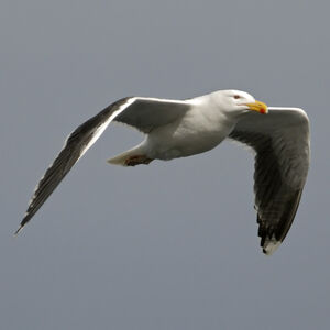 Great Black-backed Gull 
&copy; Christian Maliverney