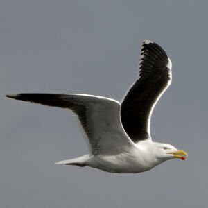 Great Black-backed Gull 
&copy; Christian Maliverney