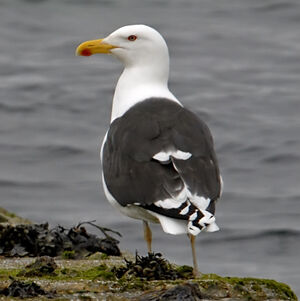 Great Black-backed Gull 
&copy; Christian Maliverney