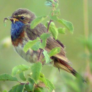 Bluethroat 
&copy; Christian Maliverney