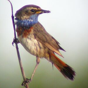 Bluethroat 
&copy; Christian Maliverney