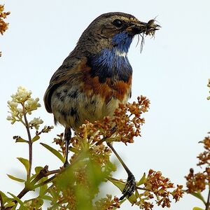 Bluethroat 
&copy; Christian Maliverney