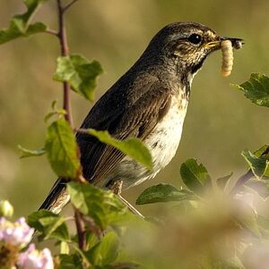 Bluethroat 
&copy; Christian Maliverney