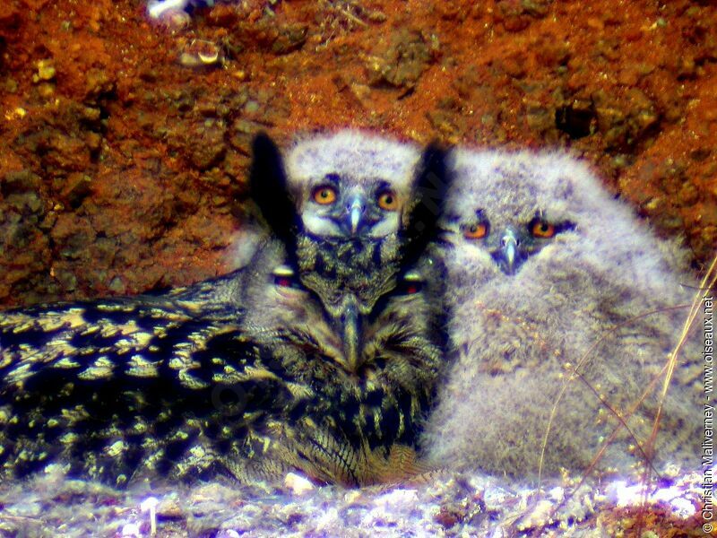 Eurasian Eagle-Owl female adult