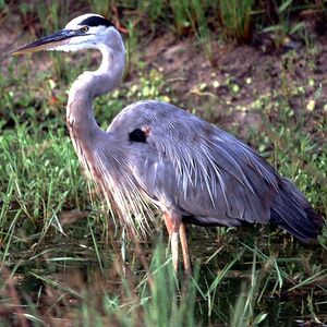 Great Blue Heron 
&copy; Christian Maliverney