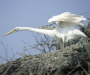 Great Egret