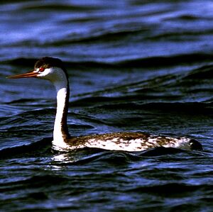Clark's Grebe