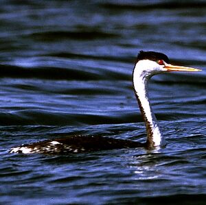 Clark's Grebe