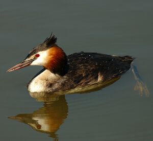 Great Crested Grebe 
&copy; Christian Maliverney