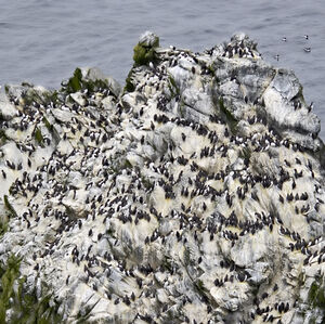 Guillemot de Tro�l