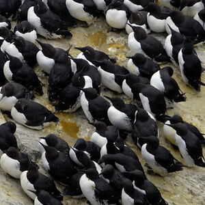 Guillemot de Tro�l