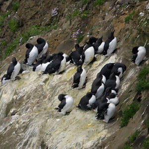 Guillemot de Tro�l