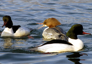 Common Merganser 
&copy; Christian Maliverney