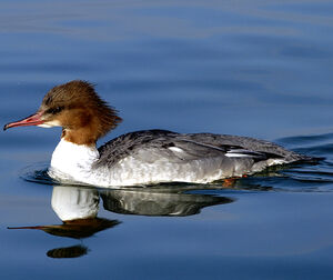 Common Merganser 
&copy; Christian Maliverney