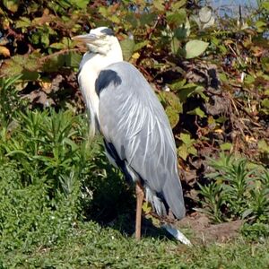 Grey Heron 
&copy; Christian Maliverney