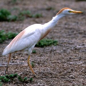 Western Cattle Egret