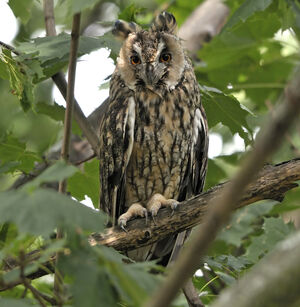 Hibou moyen-duc