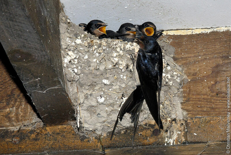 Barn Swallow, Reproduction-nesting