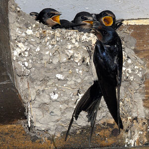 Barn Swallow 
&copy; Christian Maliverney