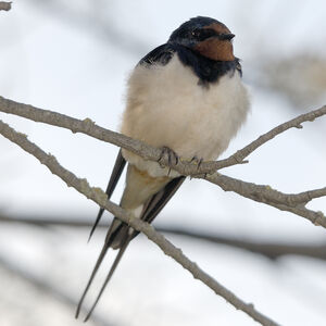 Barn Swallow 
&copy; Christian Maliverney