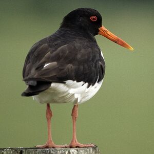 Eurasian Oystercatcher 
&copy; Christian Maliverney
