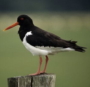 Eurasian Oystercatcher 
&copy; Christian Maliverney