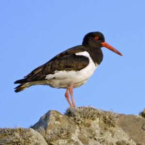 Eurasian Oystercatcher 
&copy; Christian Maliverney