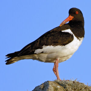Eurasian Oystercatcher 
&copy; Christian Maliverney