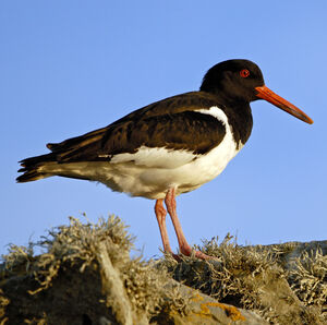Eurasian Oystercatcher 
&copy; Christian Maliverney