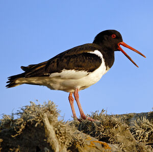 Eurasian Oystercatcher 
&copy; Christian Maliverney