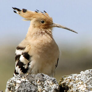 Huppe fasci�e 
&copy; Christian Maliverney