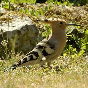 Huppe fasci�e 
&copy; Christian Maliverney