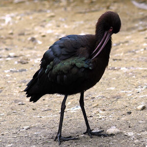 Ibis falcinelle 
&copy; Christian Maliverney