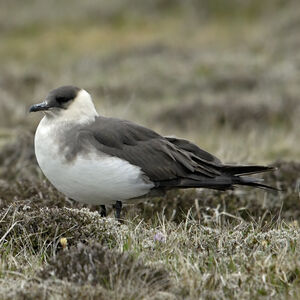 Parasitic Jaeger 
&copy; Christian Maliverney