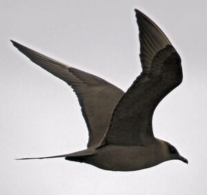 Parasitic Jaeger 
&copy; Christian Maliverney