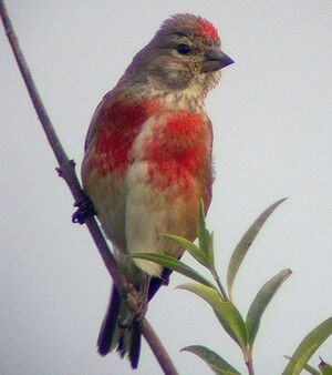 Common Linnet 
&copy; Christian Maliverney
