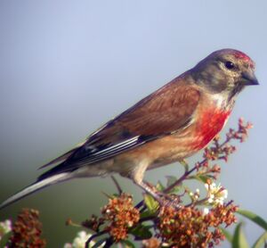 Common Linnet 
&copy; Christian Maliverney
