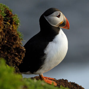 Atlantic Puffin