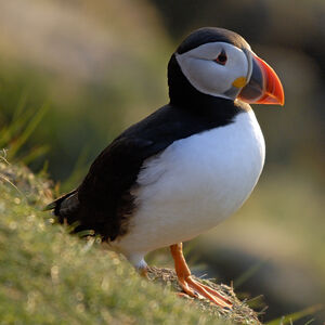 Atlantic Puffin