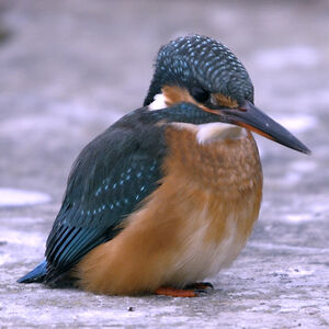 Common Kingfisher 
&copy; Christian Maliverney