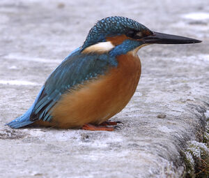 Common Kingfisher 
&copy; Christian Maliverney