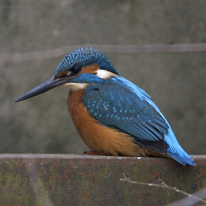 Common Kingfisher 
&copy; Christian Maliverney