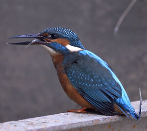 Common Kingfisher 
&copy; Christian Maliverney