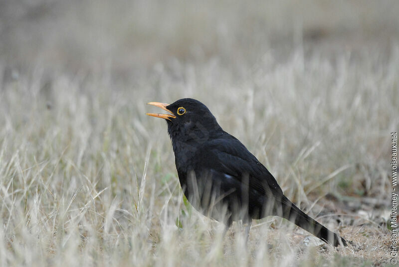 Common Blackbird male adult