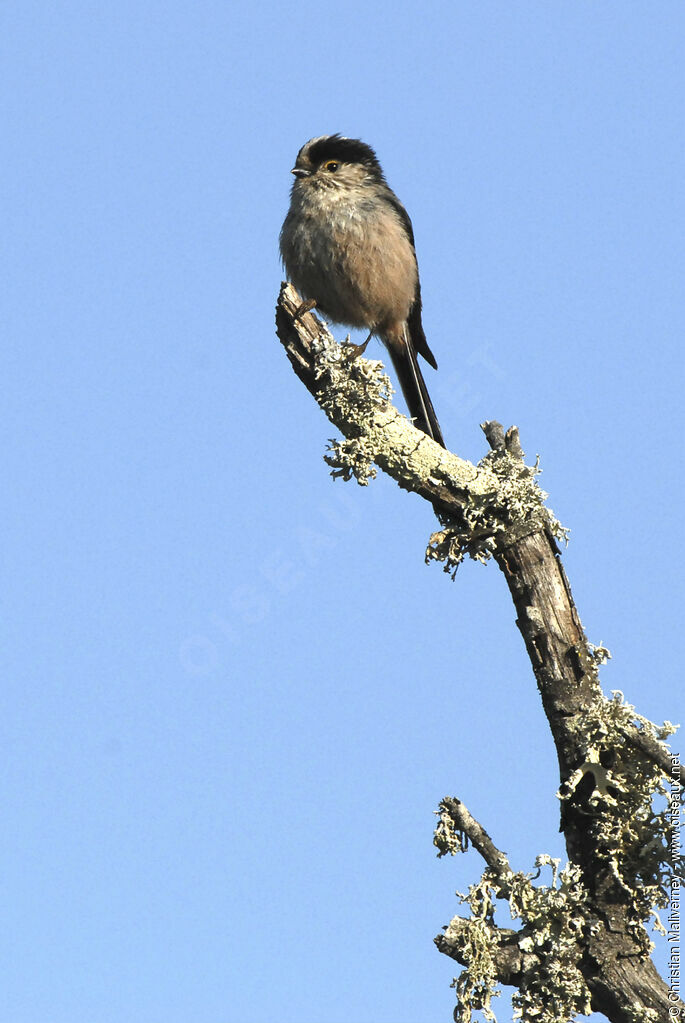 Mésange à longue queue - Aegithalos caudatus