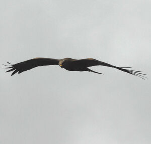 Black Kite