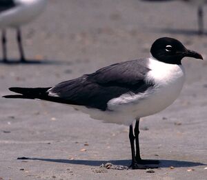 Mouette atricille 
&copy; Christian Maliverney