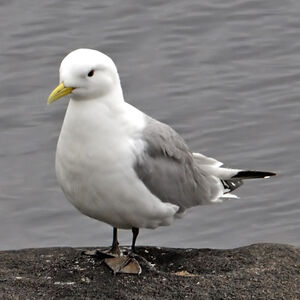 Mouette tridactyle