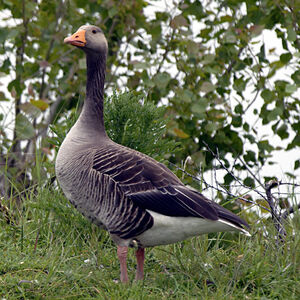 Greylag Goose