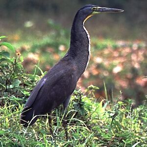 Onoré du Mexique